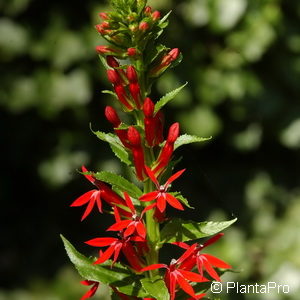 Lobelia cardinalis