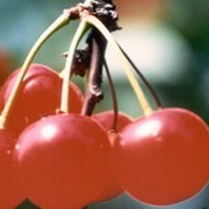 Prunus (Kirsche)'Rote Herzkirsche'