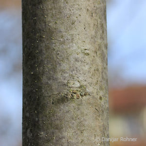 Fraxinus angustifolia'Raywood'