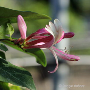 Lonicera periclymenum'Serotina'