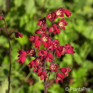 Heuchera sanguinea'Leuchtkäfer'