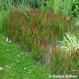 Imperata cylindrica'Red Baron'