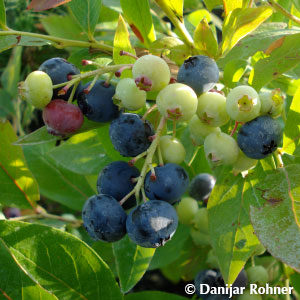 Vaccinium (Kulturheidelbeere)'Goldtraube'