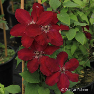 Clematis'Westerplatte'