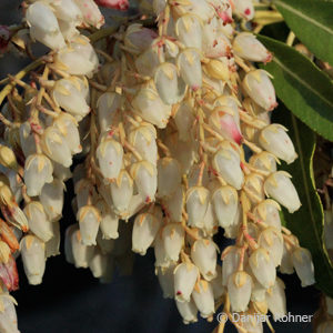 Pieris japonica