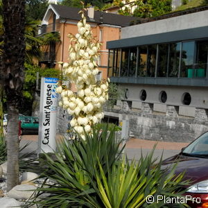 Yucca filamentosa