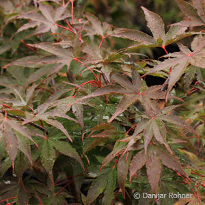 Acer palmatum'Osakazuki'