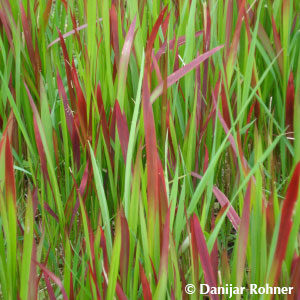 Imperata cylindrica'Red Baron'