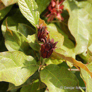 Calycanthus floridus