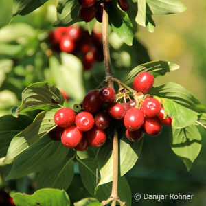 Cornus mas