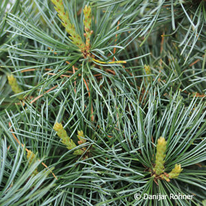 Pinus parviflora'Negishi'