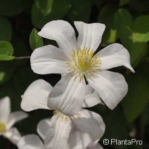 Clematis'Huldine'