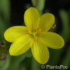 Sisyrinchium californicum