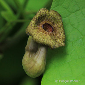 Aristolochia durior