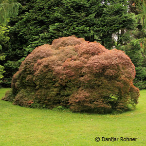 Acer palmatum'Garnet'