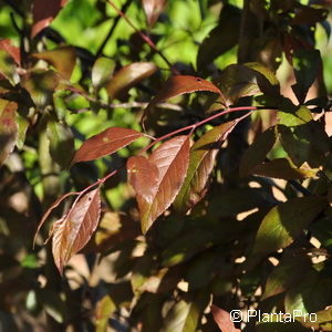 Prunus spinosa'Purpurea'