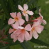 Nerium oleanderrosa