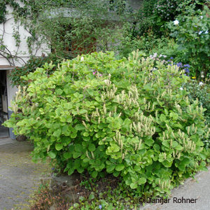 Fothergilla major