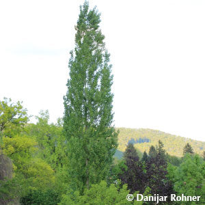 Populus nigra'Italica'