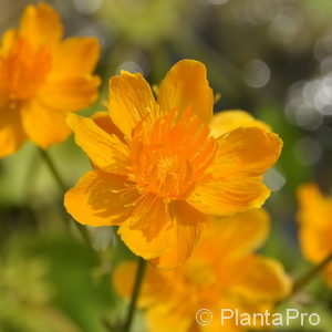 Trollius chinensis'Golden Queen'