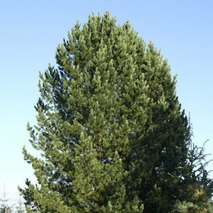 Pinus cembra