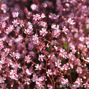 Saxifraga urbium (x)