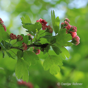 Crataegus laevigata'Paul's Scarlet'