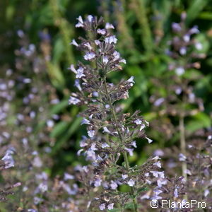 Calamintha nepetassp. nepeta