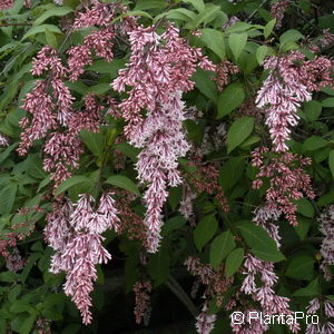 Syringa swegiflexa (x)