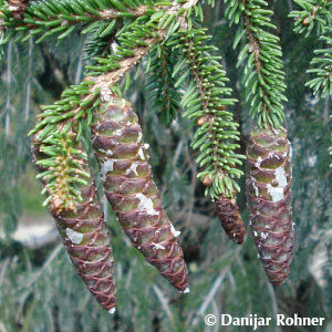 Picea orientalis'Aureospicata'