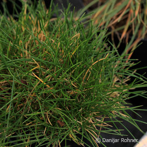 Festuca gautieri