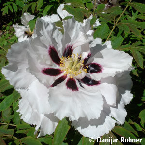 Paeonia suffruticosaweiss