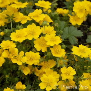 Potentilla neumanniana'Wintergrün'