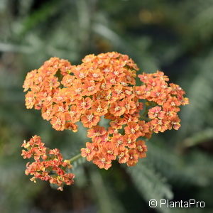 Achillea millefolium'Terra Cotta'