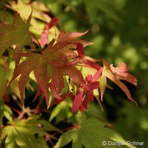 Acer palmatum'Osakazuki'