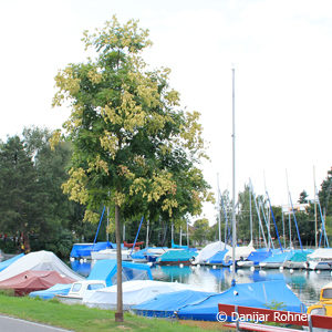 Koelreuteria paniculata