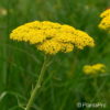 Achillea filipendulina'Coronation Gold'