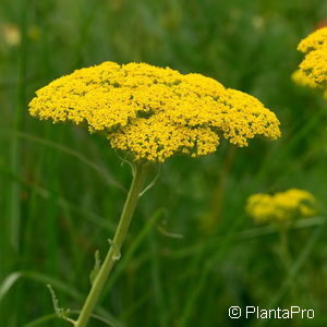 Achillea filipendulina'Coronation Gold'