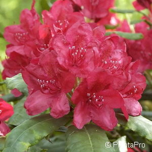 Rhododendron (Catawbiense-Gruppe)'Hachmann's Feuerschein'