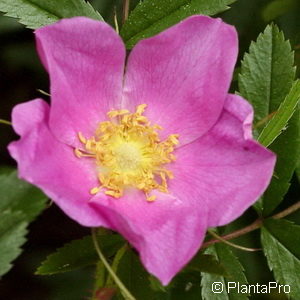 Wildrose Rosa nitida