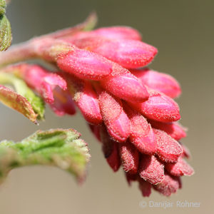 Ribes sanguineum'Atrorubens'