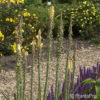 Kniphofia galpinii