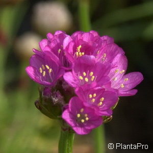 Armeria maritimarot