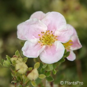 Potentilla fruticosa'Princess' ('Blink')