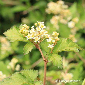 Stephanandra incisa'Crispa'