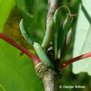 Cercidiphyllum japonicum