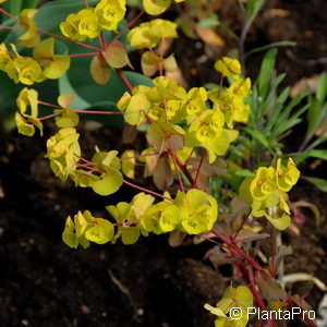 Euphorbia amygdaloides'Purpurea'