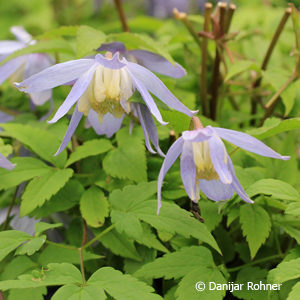 Clematis alpina