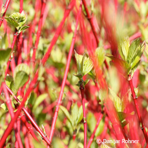 Cornus alba'Sibirica'