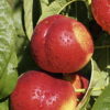 Prunus (Nektarine)'Fusalode'